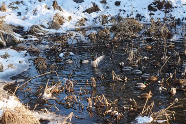Karlı kış ormanlarında nehir de dinlenen ördekler