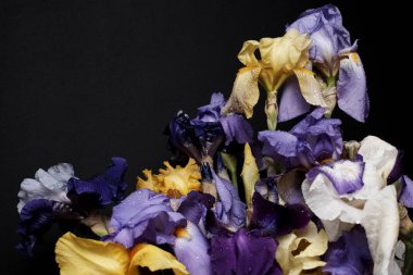 Bir buket süsen çiçeği, yakın görüş..