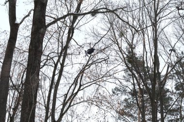 Kış ormanlarında ağaç üzerine tüneen mavi memit