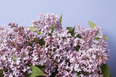 mavi arka plan üzerinde ihale leylak çiçekler