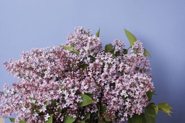 mavi arka plan üzerinde ihale leylak çiçekler