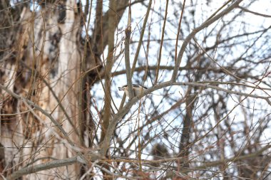 Kış ormanlarında ağaç üzerine tüneen mavi memit