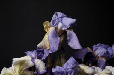 Bir buket süsen çiçeği, yakın görüş..