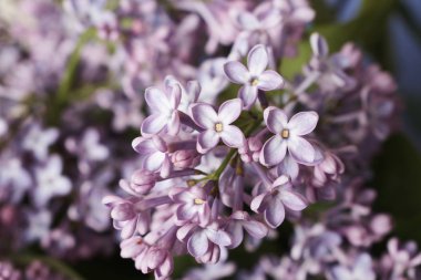 mavi arka plan üzerinde ihale leylak çiçekler