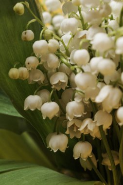 Vadideki zambakların yakın görüntüsü