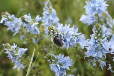 Bahar çiçeklerinde açan güzel, canlı bir funda. 