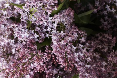 Koyu arkaplanda narin leylak çiçekleri