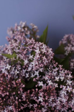 mavi arka plan üzerinde ihale leylak çiçekler