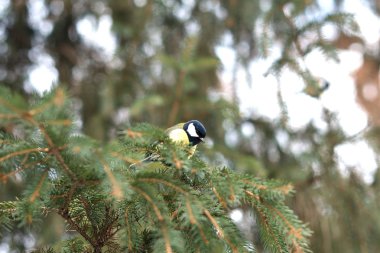 Kış ormanlarında ağaç üzerine tüneen mavi memit
