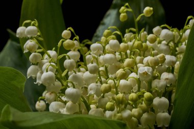 Vadinin zambakları siyah arka planda