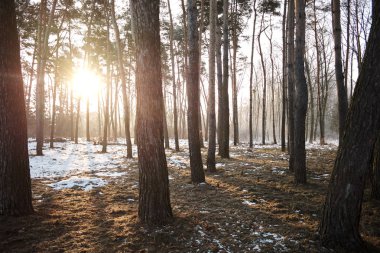 karlı kış orman manzarası