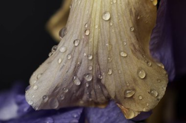 Bir buket süsen çiçeği, yakın görüş..