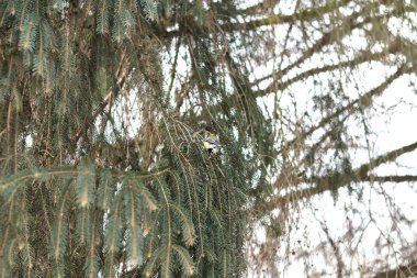 Kış ormanlarında ağaç üzerine tüneen mavi memit