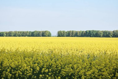 Güneşli bir günde kolza tohumu tarlasında sarı çiçeklerin resimsel görüntüsü