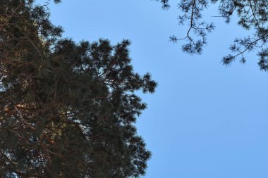 Güneşli bir günde yeşil yapraklı ağaç dallarının alçak açılı görüntüsü