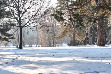 Kış ormandaki ağaçlar karla kaplı