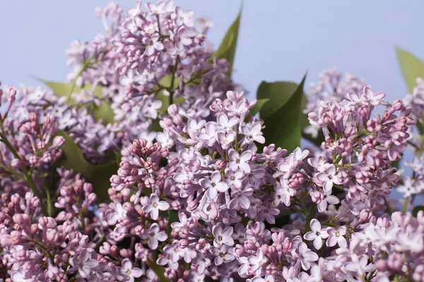 Tenera Fiori Lilla Sfondo Blu — Foto Stock