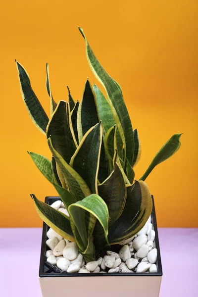 Saksıda Sansevieria Veya Yılan Bitkisi — Stok fotoğraf