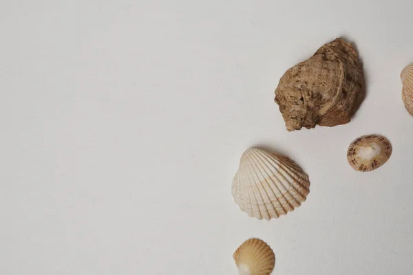 Seashells Isolated White Background — Stock Photo, Image
