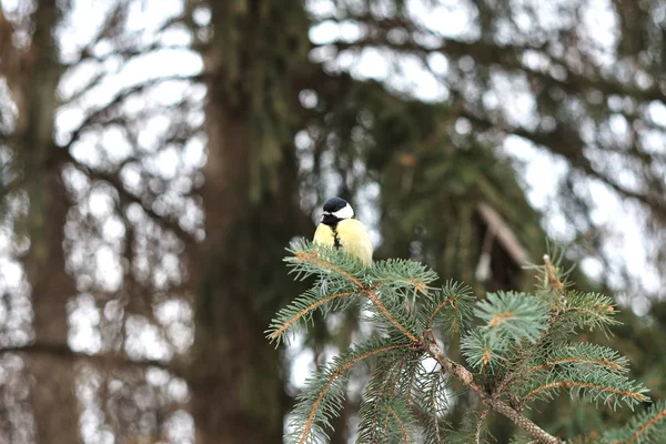 Blue Tit Perching Tree Winter Forest — Stock Photo, Image