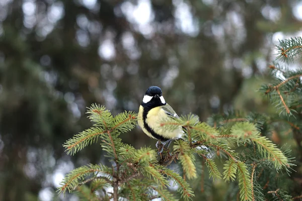 Blue Tit Perching Tree Winter Forest — Stock Photo, Image