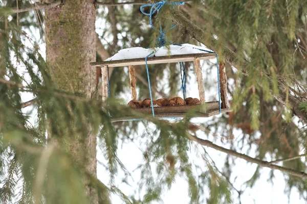 Comedero Aves Lleno Comida Colgando Árbol Bosque Invierno —  Fotos de Stock