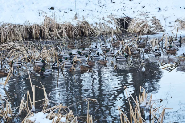 Patos Descansando Junto Río Bosque Nevado Invierno —  Fotos de Stock