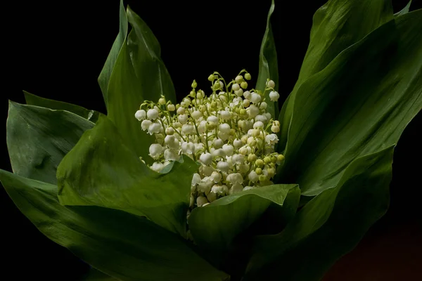 Lilies Valley Black Background — Stock Photo, Image