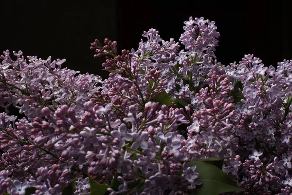 Flores Lilás Macias Fundo Escuro — Fotografia de Stock
