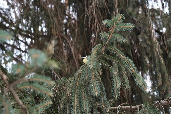 Meisenvogel Hockt Auf Ast Winterwald — Stockfoto