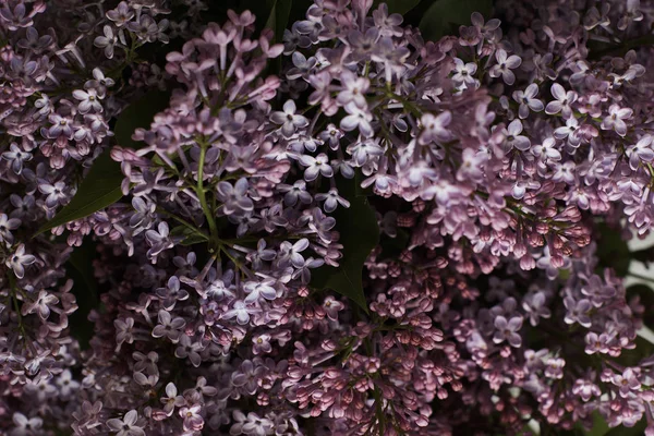 Tere Lila Bloemen Donkere Achtergrond — Stockfoto