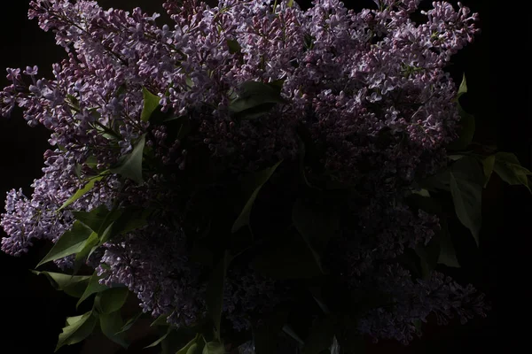 Ніжні Бузкові Квіти Темному Фоні — стокове фото