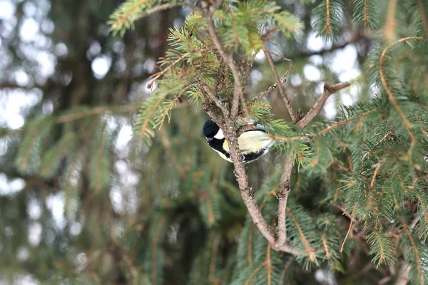 Mésange Bleue Perchée Sur Arbre Dans Forêt Hiver — Photo