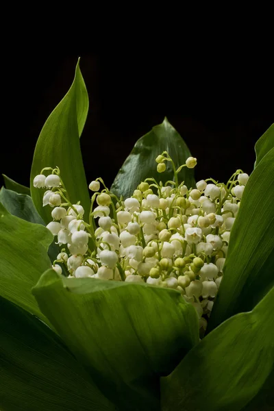 Lilies Valley Black Background — Stock Photo, Image