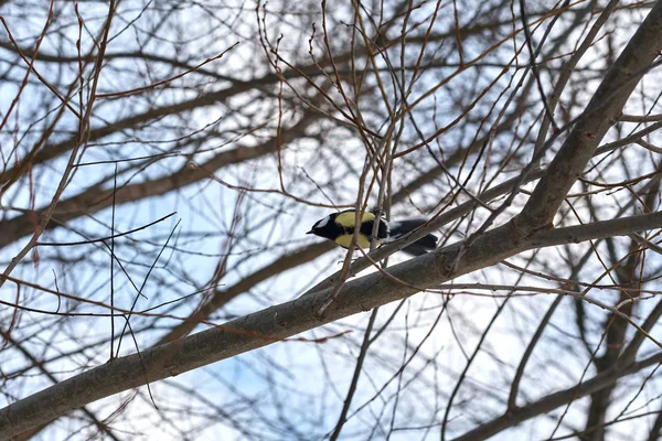 Meisenvogel Hockt Auf Ast Winterwald — Stockfoto