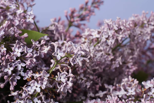 Fleurs Lilas Tendres Sur Fond Bleu — Photo