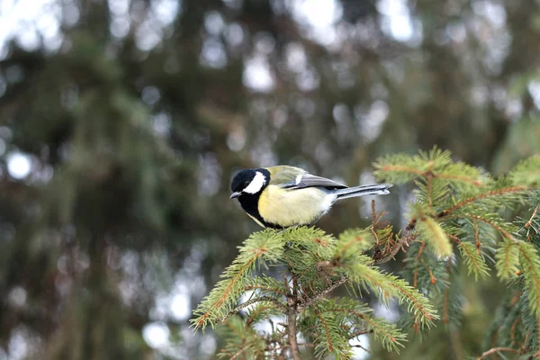 Mésange Bleue Perchée Sur Arbre Dans Forêt Hiver — Photo