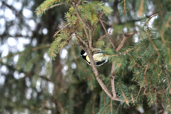 Mésange Bleue Perchée Sur Arbre Dans Forêt Hiver — Photo