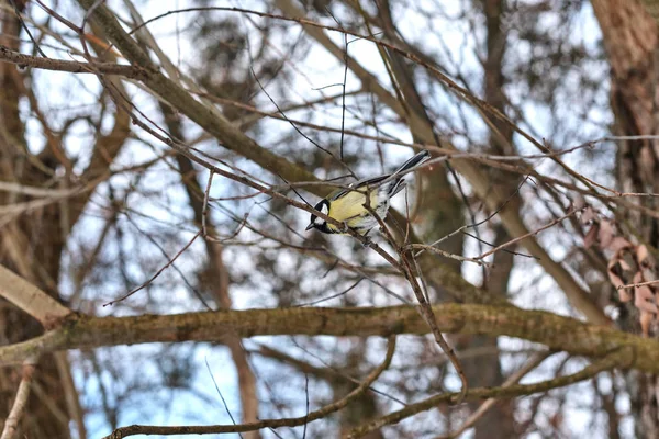 Blaumeise Hockt Auf Baum Winterwald — Stockfoto