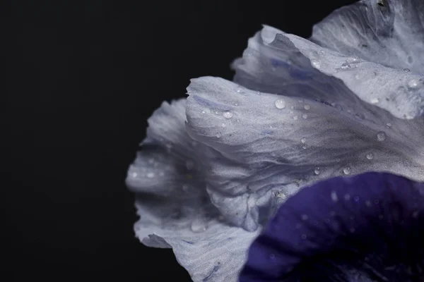 Bouquet Fleurs Iris Vue Rapprochée — Photo