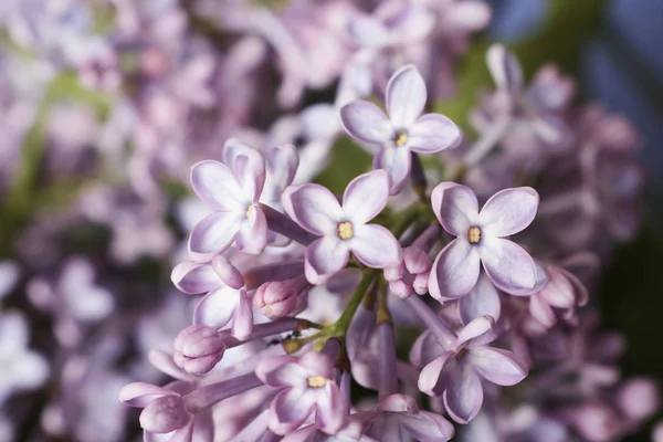 Tenera Fiori Lilla Sfondo Blu — Foto Stock