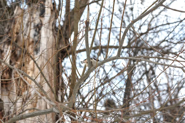 Mésange Bleue Perchée Sur Arbre Dans Forêt Hiver — Photo