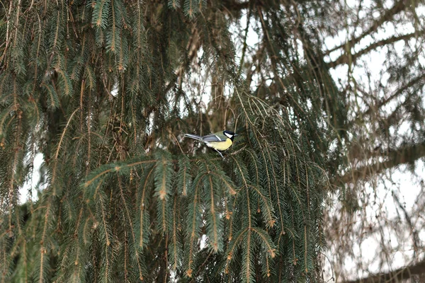 Blaumeise Hockt Auf Baum Winterwald — Stockfoto