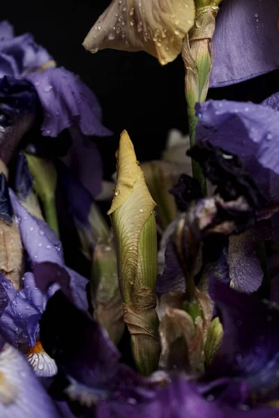 Bir Buket Süsen Çiçeği Yakın Görüş — Stok fotoğraf