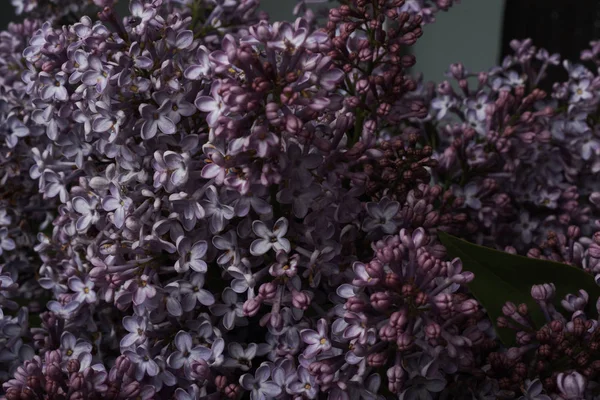 Jemné Šeříkové Květy Tmavém Pozadí — Stock fotografie