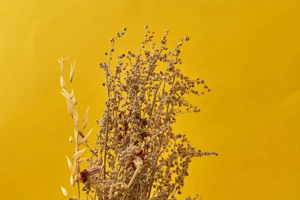 dried plants and flowers on yellow background