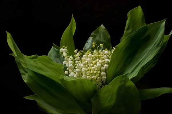 Lilies Valley Black Background — Stock Photo, Image