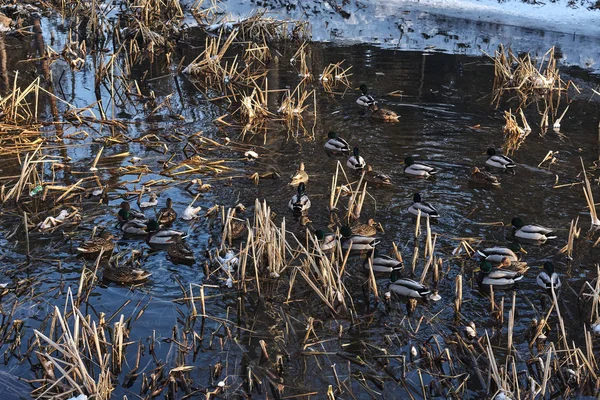 鸭子在雪地的冬季森林中靠河休息 — 图库照片