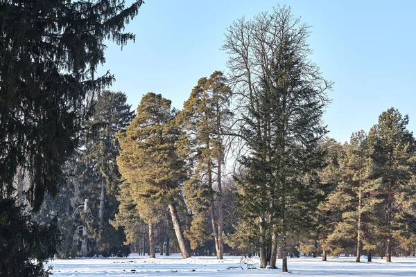 Árvores Cobertas Neve Parque Inverno — Fotografia de Stock