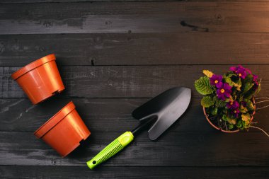 Ahşap yüzey üzerinde mor çiçekleri, tencereleri ve toprağı olan güzel bir bitki manzarası.